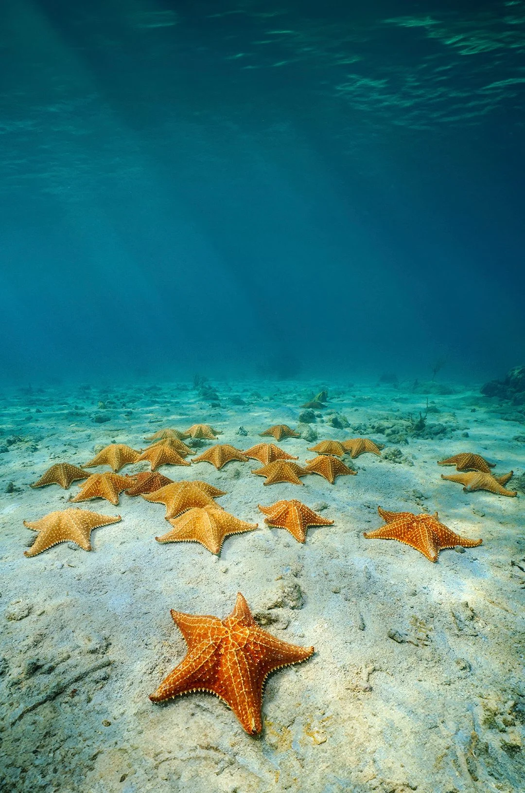 Cozumel Marine Safari — Departing from Cozumel