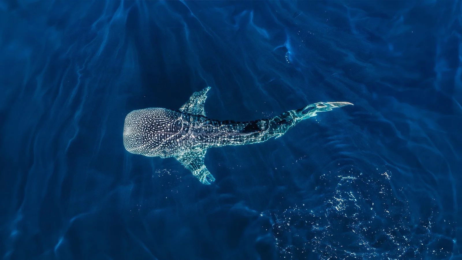Whale Shark Swim from Cancún