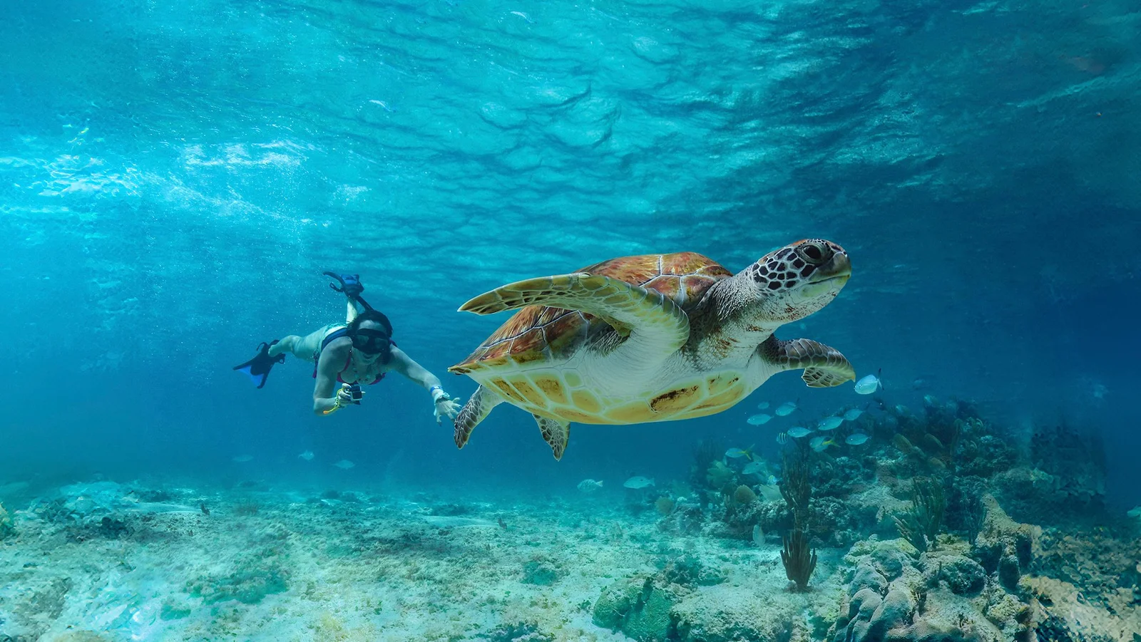 Tulum, Cenote, Tortugas y Club de Playa
