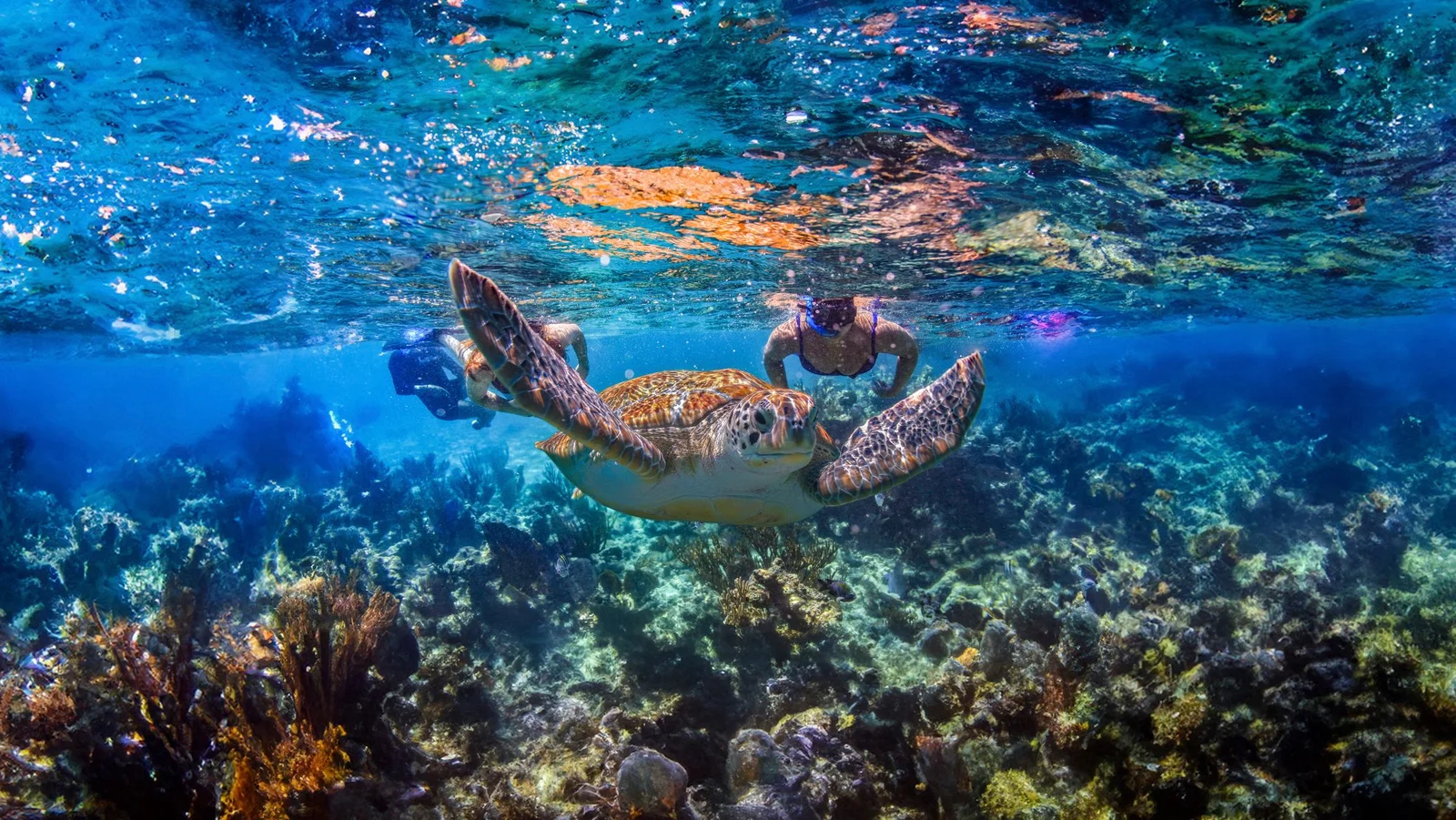 Tortugas marinas, cenote y club de playa